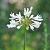 Agapanthus 'Double Diamond' Pot 9 cm