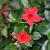Mandevilla Sundaville -