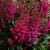 Astilbe (A) 'Glut' Pot 9 cm
