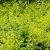 Alchemilla mollis 'Thriller' Pot 9 cm