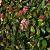 Viburnum tinus Pot 2 Liter