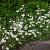 Phlox (S) 'Maischnee' Pot 9 cm