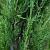 Cupressus semp. 'Pyramidalis' Pot 30 Liter 250 - 300 cm