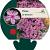 Phlox (S) 'Moerheimii' Pot 9 cm