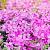 Phlox (S) 'Moerheimii' Pot 9 cm