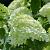 Hydrangea pan. 'Limelight' Pot 4 Liter 