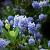 Ceanothus thyrsiflorus repens Pot 10 liter