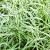 Carex morrowii 'Variegata' Pot 13 cm