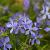 Phlox (S) 'Purple Beauty' Pot 9 cm