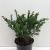 Taxus b. 'Repandens' Pot 3,5 Liter 25-30cm