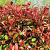 Photinia fraseri 'Red Robin' stam 150 cm Leivorm 120x120 (BxH)