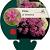 Phlox (S) 'Temiskaming' Pot 9 cm