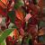 Photinia fraseri 'Little Red Robin' Pot 18 liter Halfstam