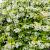 Trachelospermum jasminoides Pot 90 liter Stam 130 cm Bolvorm