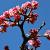 Viburnum bodn. 'Dawn' Pot 5 Liter 50 - 60 cm