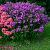 Phlox (P) 'The King' Pot 9 cm