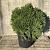 Cryptomeria j. 'Globosa Nana' Pot 30 Liter 