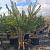 Pinus sylvestris Pot 150 liter 250 - 300 cm Meerstammig