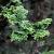 Chamaecyparis o. 'Nana Gracilis' Pot 20 liter Stam 60 cm