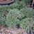 Cryptomeria j. 'Globosa Nana' Pot 9 Liter 