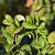 Leucothoe axillaris 'Curly Red' Pot 3 Liter 
