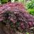 Acer pal. 'Dissectum Garnet' Pot 45 Liter Halfstam