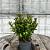Ilex meserveae 'Little Rascal' Pot 3 Liter 