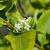 Ligustrum oval. 'Aureum' Stam 140 cm