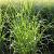 Panicum virgatum 'Northwind' Pot 4 Liter 