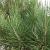 Pinus pinea Stam 160 cm (Stamomtrek 16-18 cm)