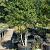 Ilex meserveae Pot 130 liter 200 - 250 cm Meerstammig