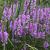 Physostegia v. 'Bouquet Rose' Pot 9 cm