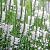 Physostegia v. 'Summer Snow' Pot 9 cm