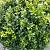Ilex crenata Dark Green Pot 10 liter Bolvorm 30-40 cm