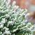 Erica darl. 'White Perfection' Pot 1,5 liter
