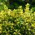 Euonymus japonicus Pot 150 liter 125 - 150 cm Meerstammig