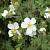 Potentilla f. 'Abbotswood' Pot 2 Liter