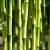 Phyllostachys bissetii Pot 50 Liter 200 - 250 cm