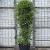 Phyllostachys bissetii Pot 110 liter 200 - 250 cm