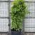 Phyllostachys nigra Pot 180 liter 200 - 250 cm