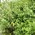 Osmanthus heterophyllus Pot 180 liter 175 - 200 cm Meerstammig