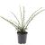Cotoneaster horizontalis Pot 1,5 liter