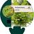 Polystichum setiferum Pot 9 cm