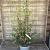 Osmanthus burkwoodii Pot 7,5 Liter 80 - 100 cm