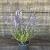 Perovskia 'Blue Spire' Pot 2,5 Liter