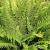 Polystichum set. 'Herrenhausen' Pot 9 cm