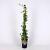 Hedera hel. 'Goldchild' Pot 2 Liter80 - 100 cm