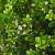 Ilex crenata 'Stokes' Bolvorm 50-60 cm