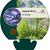 Agapanthus 'Dr Brouwer' Pot 9 cm