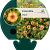 Potentilla tonguei Pot 9 cm